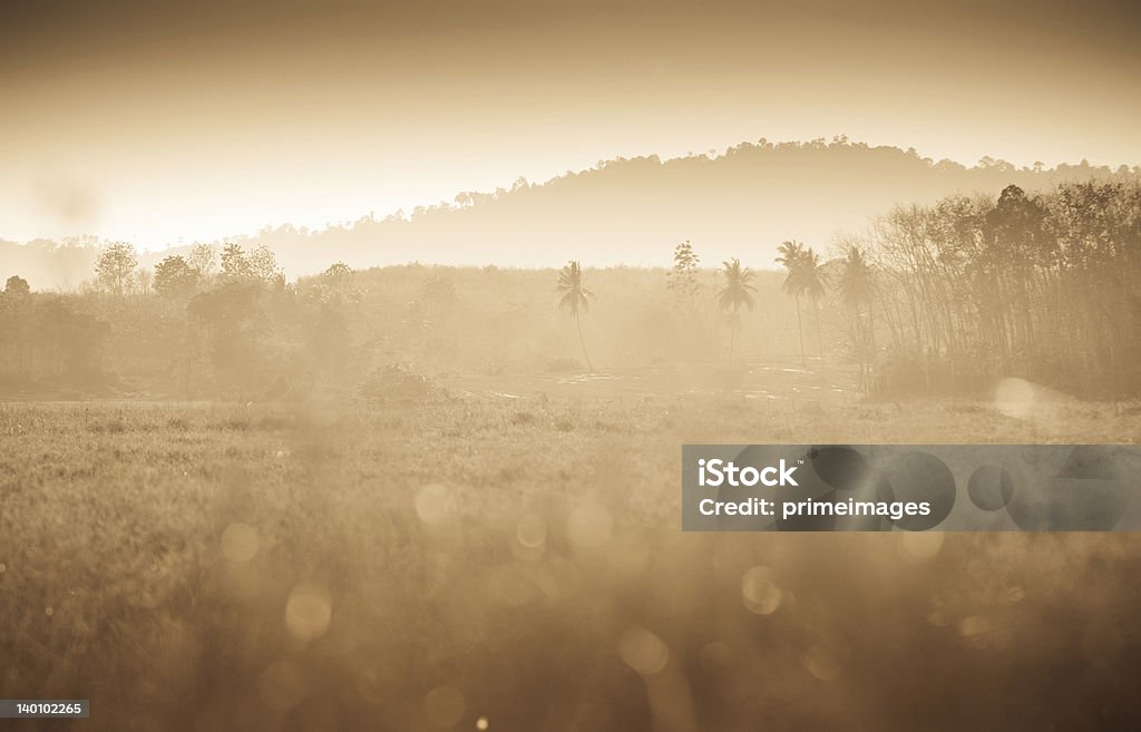Campo de paisagem Tropical ao pôr do sol. - Royalty-free Ao Ar Livre Foto de stock