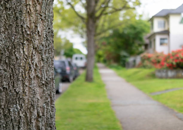 Tree trunk with defocused residential neighborhood