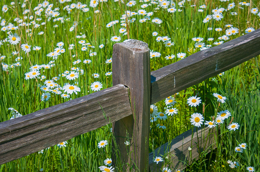 White springtime daisies grow behind a wooden fence in a Cape Cod meadow.