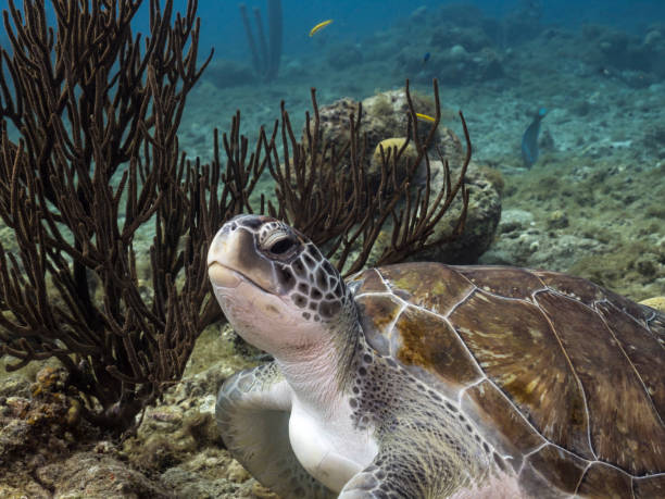 Green Sea Turtle in the coral reef in the Caribbean Sea around Curacao stock photo