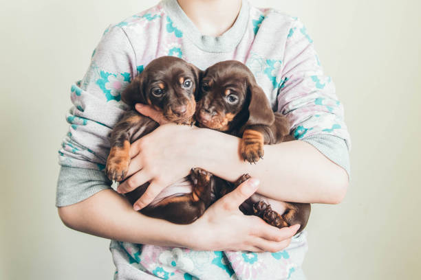 Dachshund puppies. stock photo