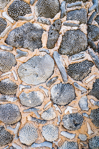 coral reef fossilized in a rock - texture