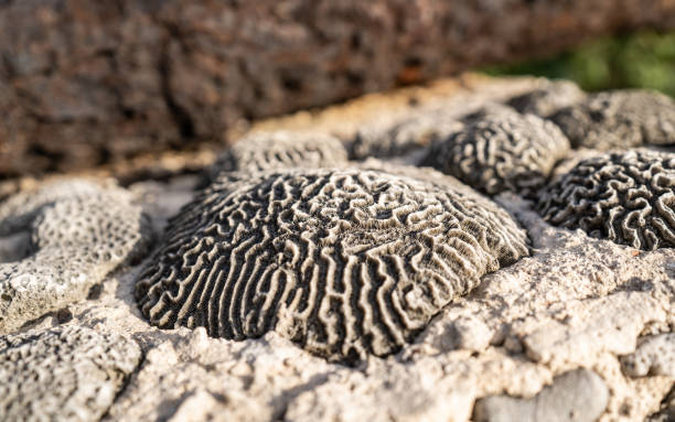 istock coral reef fossilized in a rock - texture 1401026069