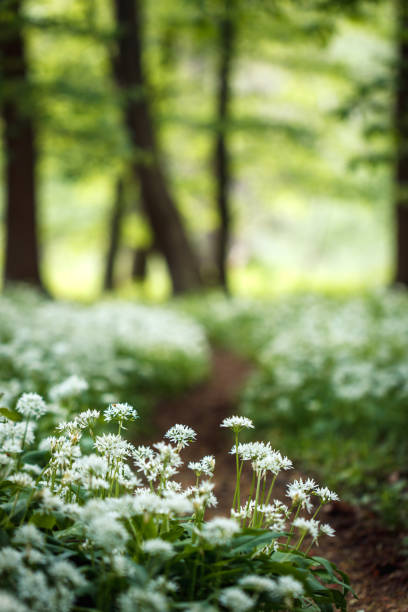 flowering wild garlic in forest - herbal medicine nature ramson garlic imagens e fotografias de stock