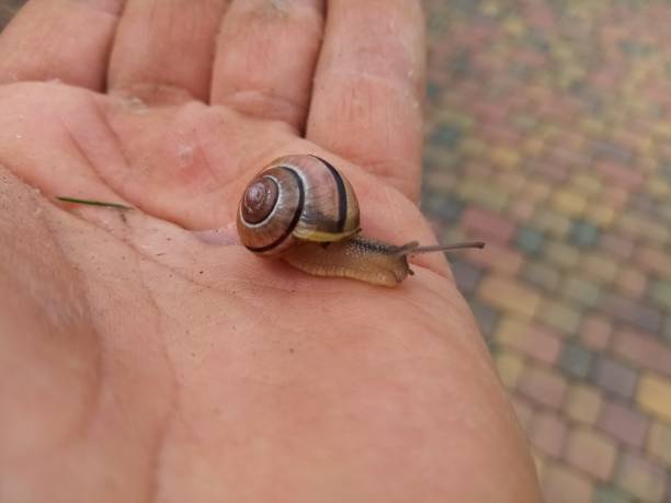 istock Snail on the palm of your hand 1401028688