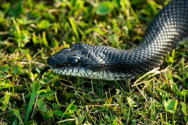 istock Northern Black Racer 1401028692
