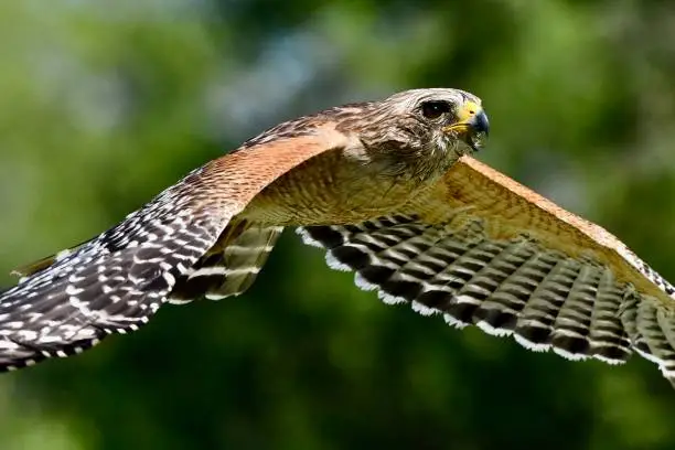 Photo of Red Shouldered Hawk