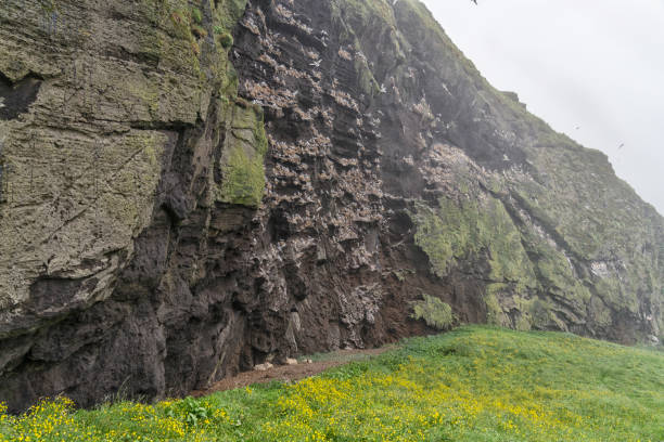 istock Seagulls on the black rock, under it sheep on Westman Islands 1401031177