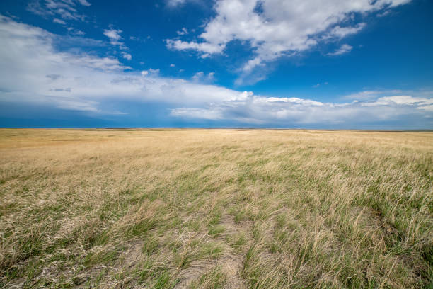 istock Fields of tall golden grass bent over by strong wing from thunderstorms in the area 1401031627