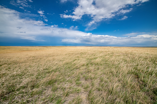 Fields of tall golden grass bent over by strong wing from thunderstorms in the area in central Montana in northwest USA.