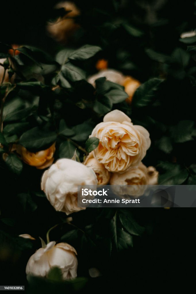 Peach roses on a dark background Backgrounds Stock Photo