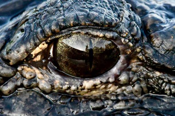 istock Gator with my reflection in the eye 1401032932