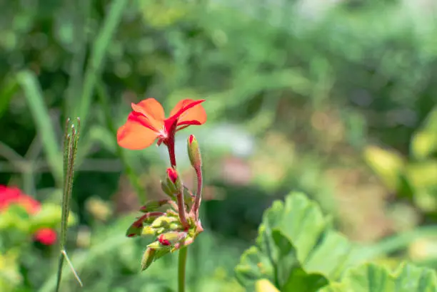 Erysimum flower red color blooming and with small buds in a green garden of a house