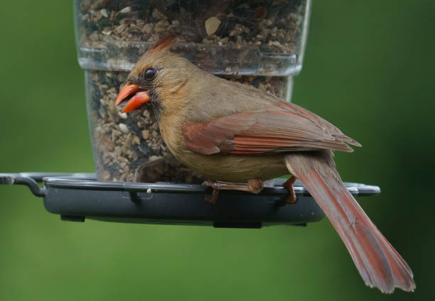 istock Female Northern Cardinal on the bird feeder 1401033966