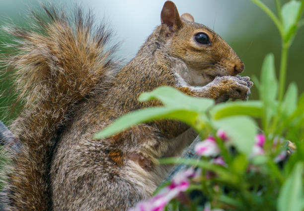 A Squirrel nibbles on bird seed in a flower pot A Squirrel nibbles on bird seed in a flower pot squirrels in flower pots stock pictures, royalty-free photos & images