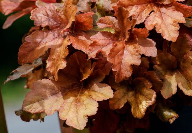 istock Burnished gold flowers in the garden 1401033977