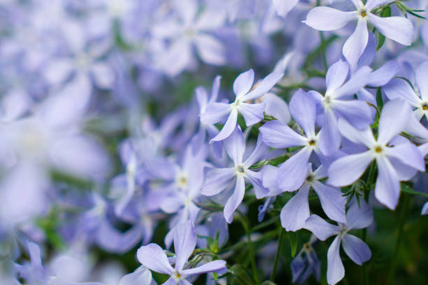 istock Blue fragrant matthiola flowers in the garden 1401034629
