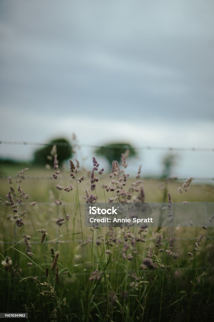 Wild grassed growing in a meadow Wild grasses growing in a meadow Backgrounds Stock Photo