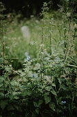 istock Wildflowers growing in a field 1401034983