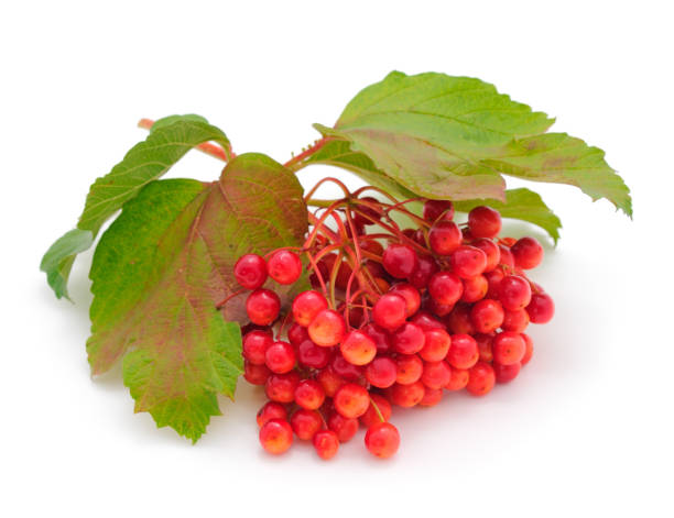 istock Branch of red elderberry. 1401035038