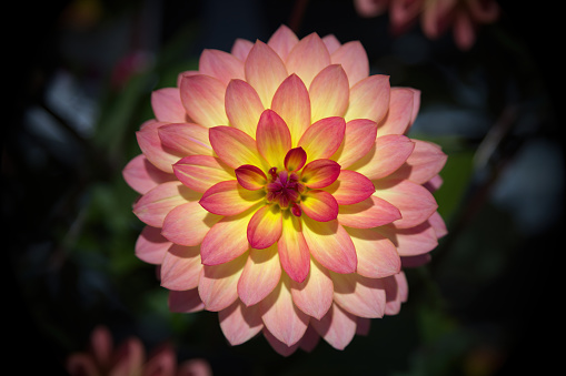 dahlia centered yellow and pink floral single flower on dark background