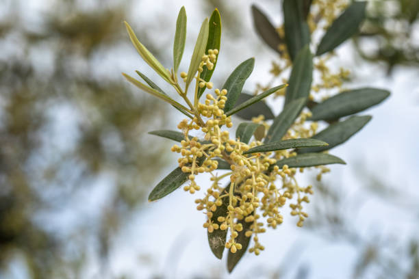 Olive tree blooms, flowers on the branches of an olive tree closeup, springtime, nature, selective focus, blurred
