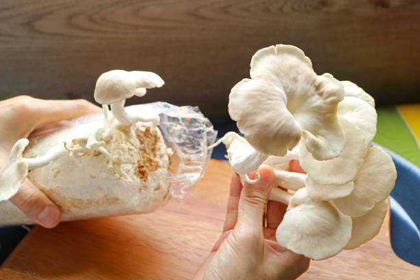 Harvesting Growth Indian Oyster Mushrooms from Spawn Bag Harvesting Growth Indian Oyster Mushrooms from Spawn Bag oyster mushroom stock pictures, royalty-free photos & images