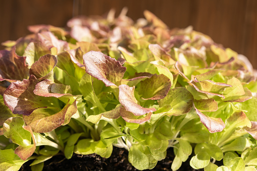 Lettuce, Lollo red, closeup, background, organic food, vegetarian, healthy food, green mood, lettuce sprouts