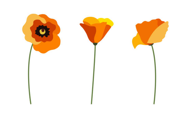 畑のケシ、花のセット、白に孤立した黄色の芽 - poppy flower field floral pattern点のイラスト素材／クリップアート素材／マンガ素材／アイコン素材