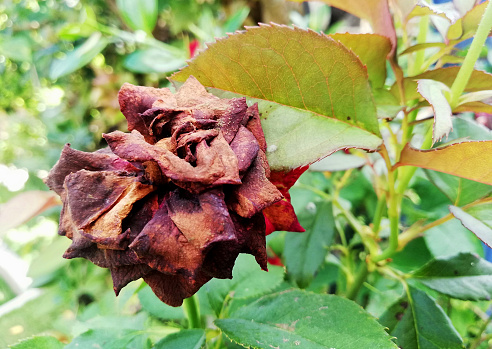 Old and withered rose growth at the garden