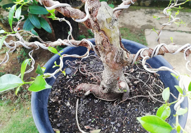 istock Bonsai tree at the house yard in close up 1401037177