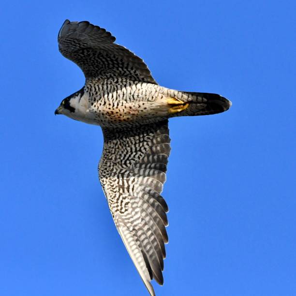 istock Peregrine Falcon 1401037899
