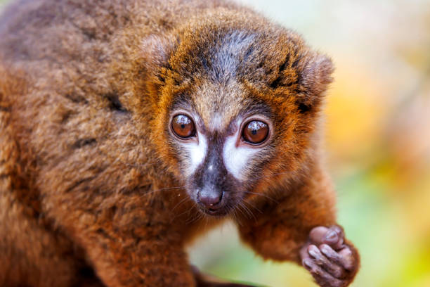 Ring-tailed lemur (Lemur catta), Zanzibar, Tanzania.