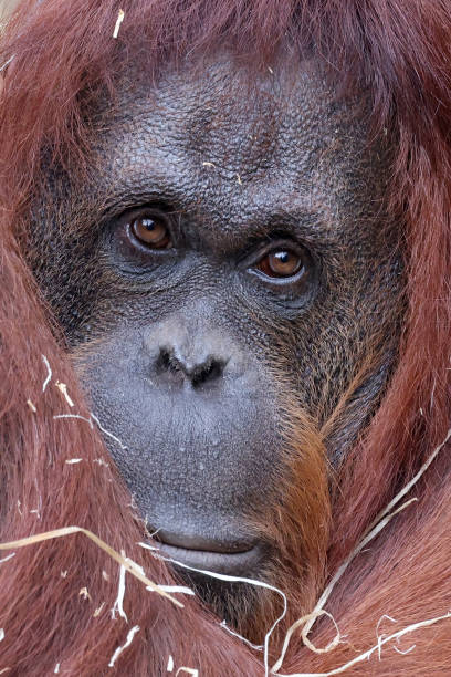 The Bornean orangutan (Pongo pygmaeus) stock photo