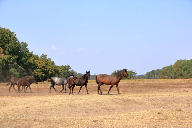 Wild horses in Letea forest from Danube Delta in Romania Wild horses in Letea forest from the Danube Delta in Romania charismatic racehorse stock pictures, royalty-free photos & images