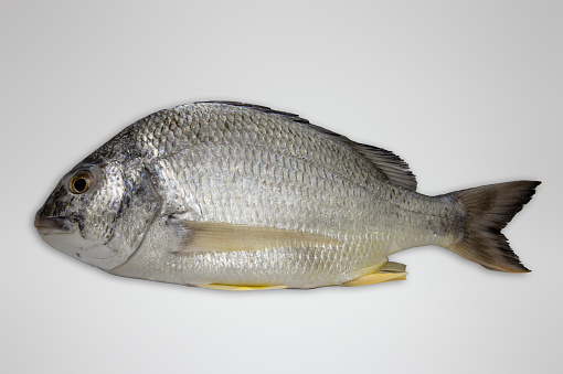 Yellofin seabream slat water fish