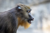 nahaufnahme-eines-mandrills.jpg?b=1&s=170x170&k=20&c=G-hAp8BUmWgW5YMdjKRhDiYWaHXQmbvMriIdB3WrjZA=