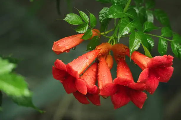 Photo of Close up of red trumpet creeper vine flower with drop of rain in nature