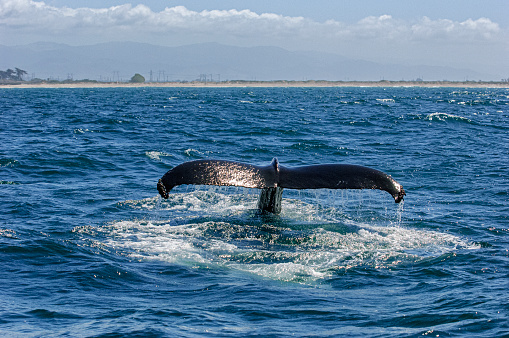 The tail fluke of a Pacific Gray (grey) Whale (Eschrichtius robustus) splashes in open ocean water off the wilderness coast of Vancouver Island, BC, Canada near Port Renfrew.