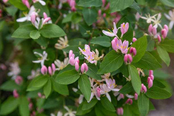 lonicera tatarica - honeysuckle pink imagens e fotografias de stock