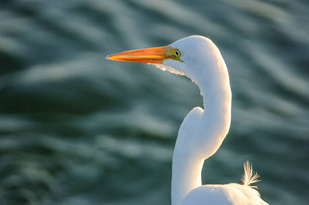 Close-up of Great egret (Ardea alba) standing on shore looking for it's next meal.