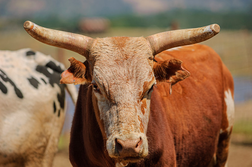 Relaxed longhorn in a Texas pasture