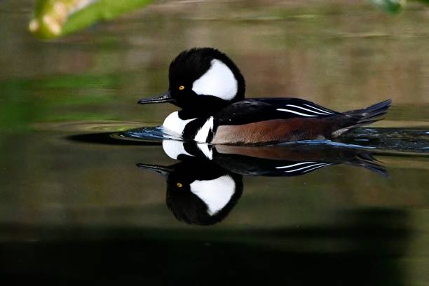 istock Hooded Mergansers 1401042623