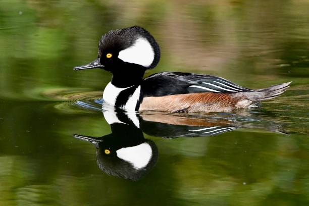 istock Hooded Mergansers 1401042630