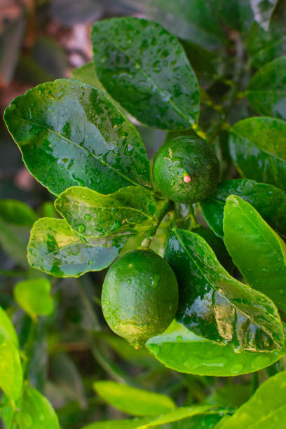 istock Lemon tree with two lemons in the foreground in detail 1401043618