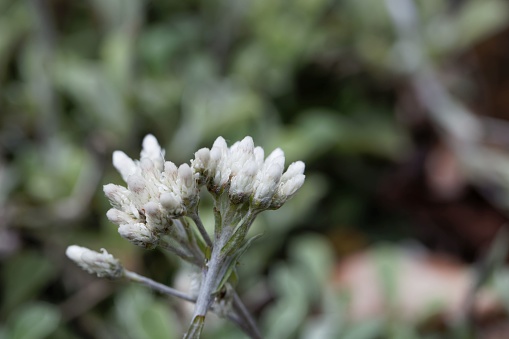 Flowers of field pussytoes plants, Antennaria neglecta