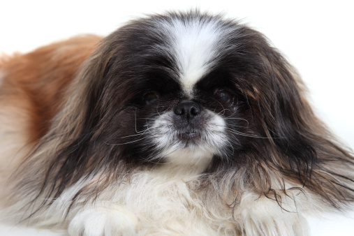 Dog breed Pekingese on white background