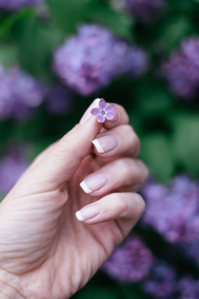 istock Beautiful partly blossoming lilac syringa in spring with violet flowers. 1401046537