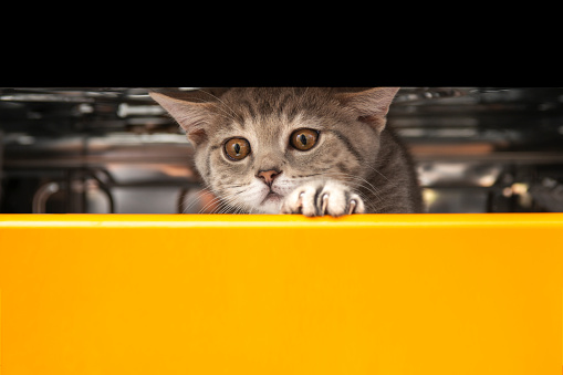 British shorthair kitten, playing in the dishwasher at kitchen