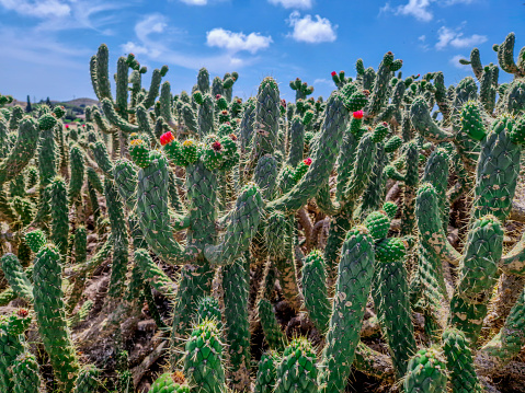 Large columnar cacti with red flowers in Alicante typical of the Mediterranean and areas